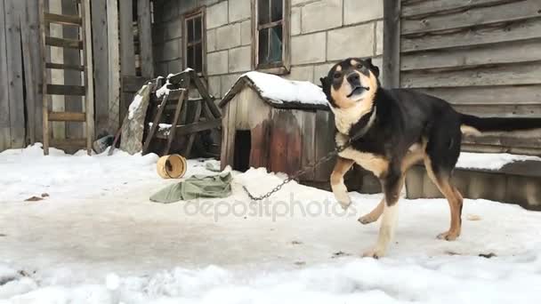 Hund på en kedja på vintern. — Stockvideo