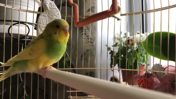 Τρελό κίτρινο και πράσινο παπαγάλος σε ένα κλουβί. — Αρχείο Βίντεο