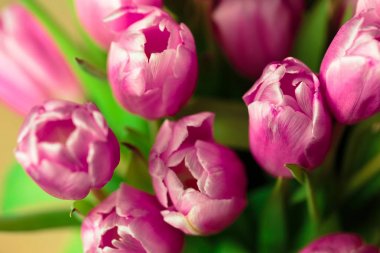 Pembe lale buketi kapatmak yukarıya fotoğraf.