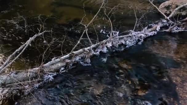 Bewegung des Flusses in freier Wildbahn im zeitigen Frühling. — Stockvideo