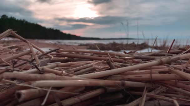 Pequeñas ramas sobre el fondo del golfo y nubes en movimiento. Video de lapso de tiempo . — Vídeos de Stock