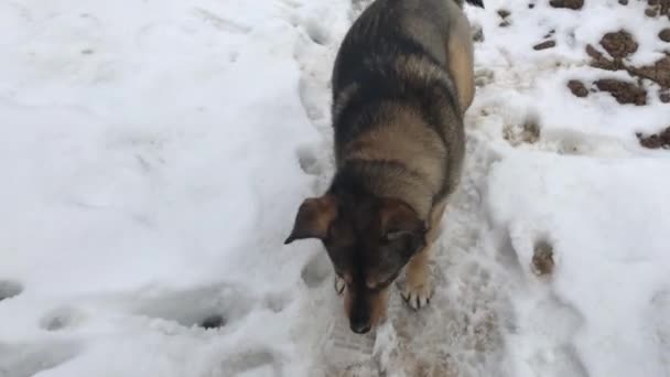 Собака стоит на снегу днем . — стоковое видео