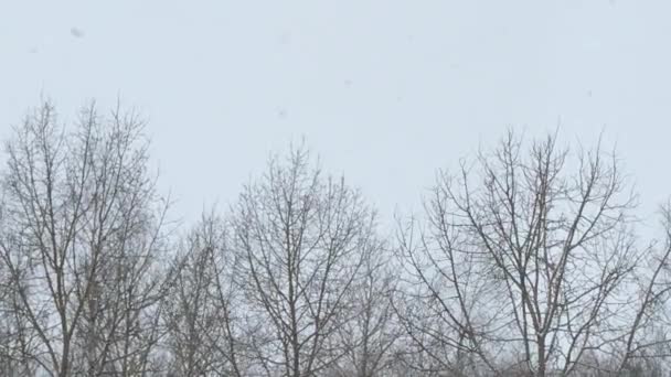 Dry trees on a background of gray sky during a snowfall. — Stock Video
