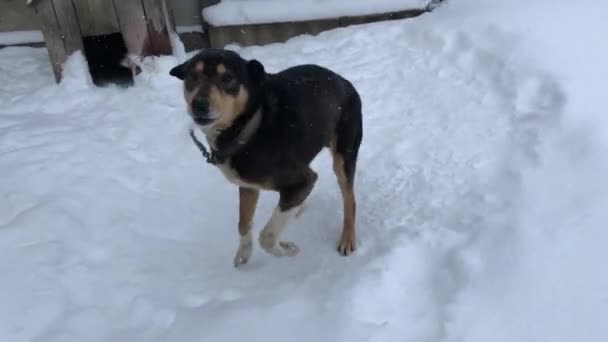 Cão perto de sua cabana no inverno durante o dia . — Vídeo de Stock