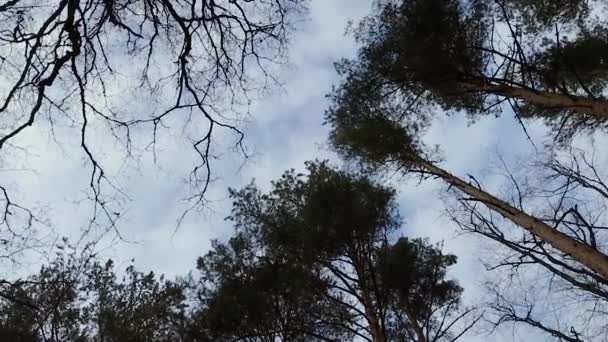 Câmera vira e atira árvores na floresta de baixo para cima vista . — Vídeo de Stock