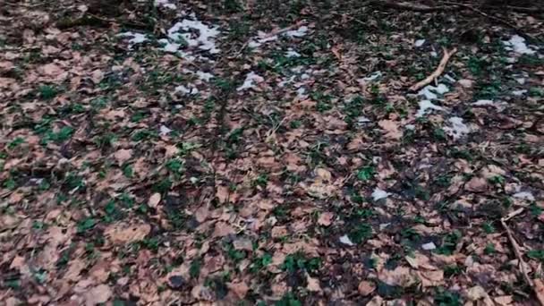 Kamera bewegt und entfernt umgefallenes Laub im Wald. — Stockvideo