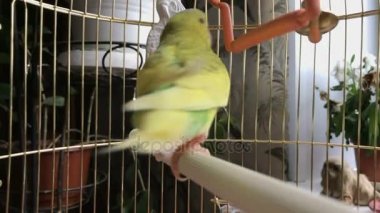 Bir kafeste deli sarı ve yeşil papağan.