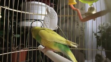 Bir kafeste deli sarı ve yeşil papağan.