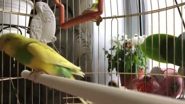 Bir kafeste deli sarı ve yeşil papağan. — Stok video