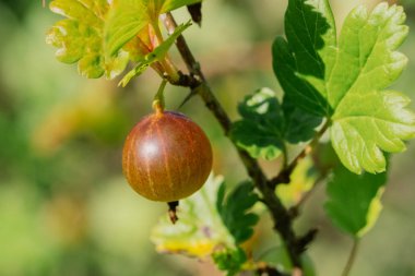 Bektaşi üzümü Bush dal büyük ve kırmızı Bektaşi üzümü.