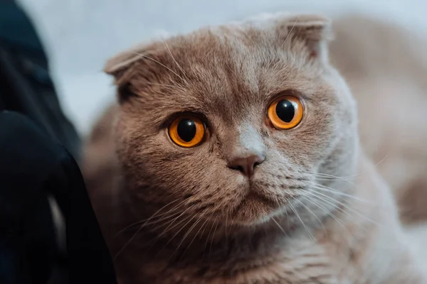 Brittisk korthår cat närbild — Stockfoto