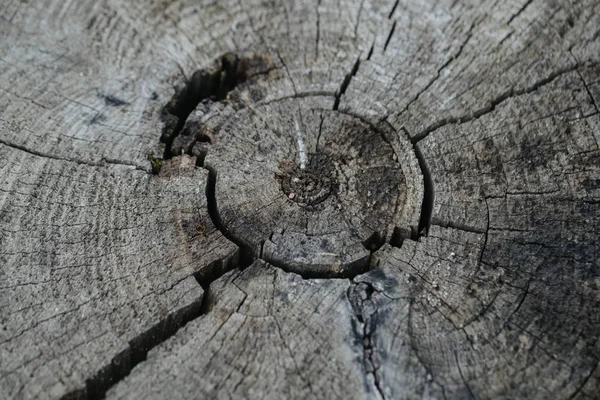 Bovenaanzicht van een oude boomstronk. — Stockfoto