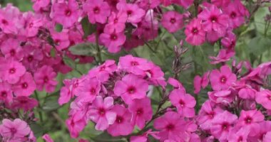 Bahçedeki pembe çiçekler