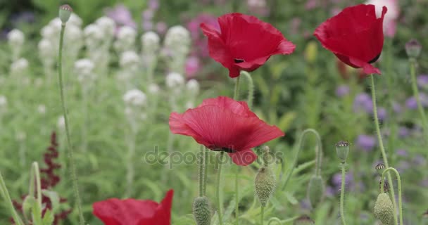 Papaver in de tuin — Stockvideo