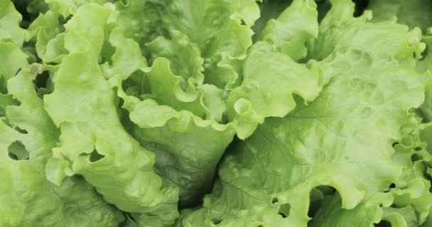 Green lettuce leaves in the garden — Stock Video