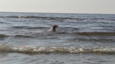 Köpek Pitbull su ağır çekimde oynarken