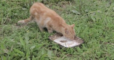 Kırmızı kedi yemek