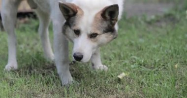 Watchdog çiftlik çim burnunu çekmek