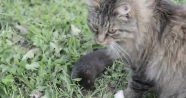 Kedi bir fare çiftlikte yakaladı.