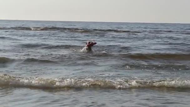 Perro pit bull jugando en el agua cámara lenta — Vídeo de stock