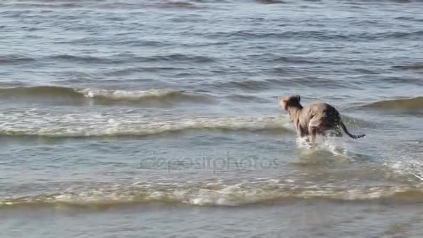 Perro pit bull jugando en el agua cámara lenta — Vídeo de stock