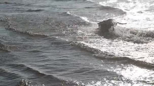 Собака пітбуль грає у воді повільний рух — стокове відео