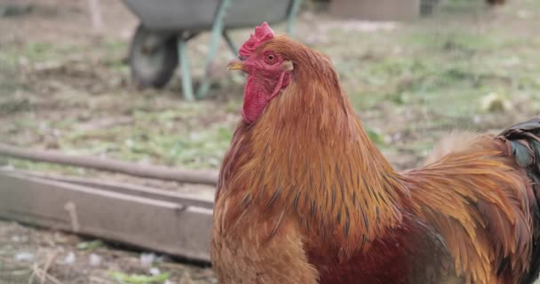 Rooster close-up on the farm — Stock Video