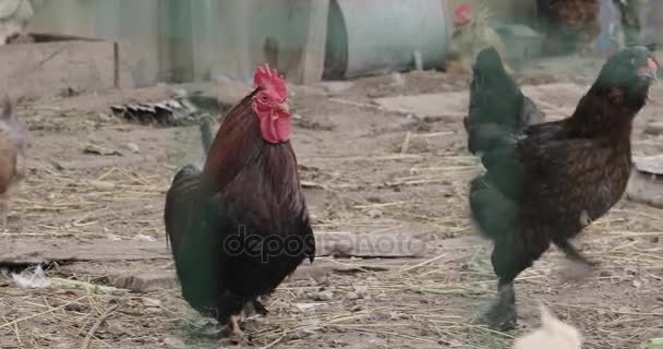 Close-up van de haan op de boerderij — Stockvideo