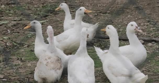 Witte ganzen op de boerderij — Stockvideo