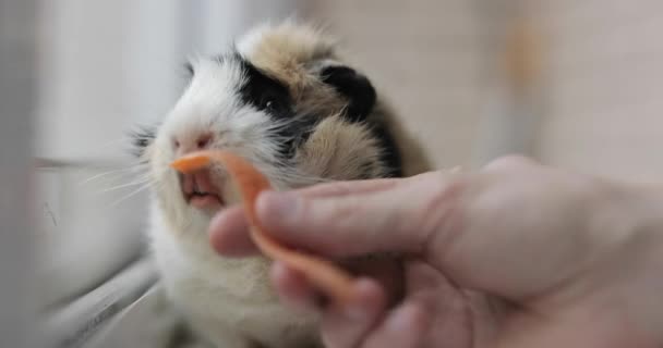 Guiné porco comer cenouras — Vídeo de Stock