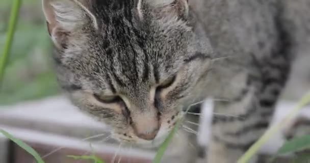 Кот в траве — стоковое видео