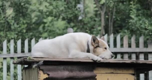 Câinele de pază este plictisit la fermă — Videoclip de stoc