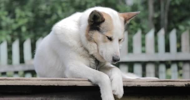 在农场上的警卫犬，是无聊 — 图库视频影像