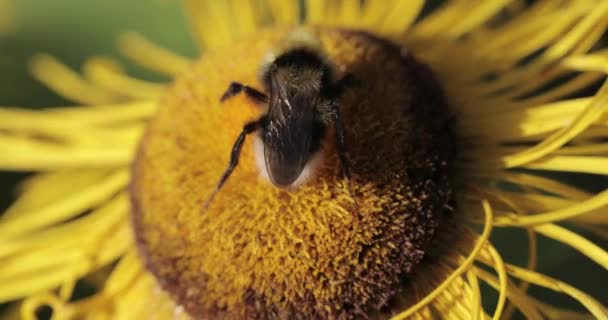 Bumblebee su un fiore macro shot — Video Stock