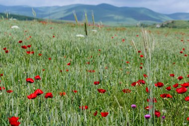 Haşhaş Ermenistan doğa alanında.