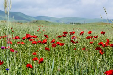 Haşhaş Ermenistan doğa alanında.