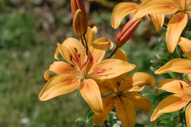 tatlı turuncu lily çiçek.
