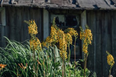 Bir ahşap kulübe arka plan üzerinde bitkiler.