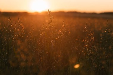 gün batımında yulaf alan