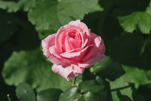 庭に美しいピンクのバラ. — ストック写真