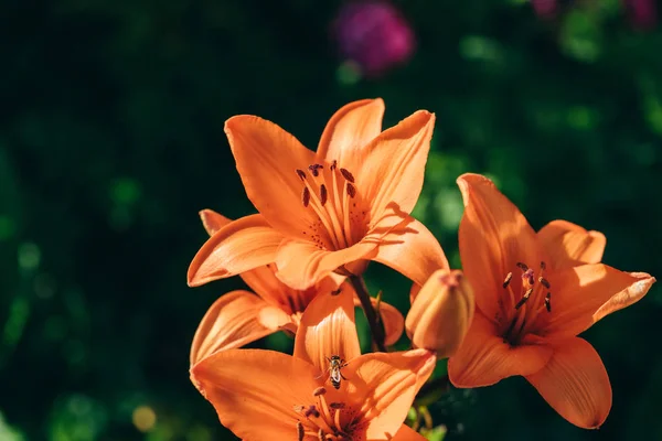 Schattige oranje lily bloemen. — Stockfoto