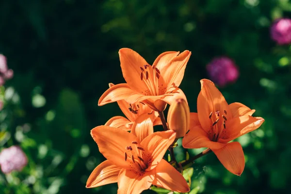 Schattige oranje lily bloemen. — Stockfoto