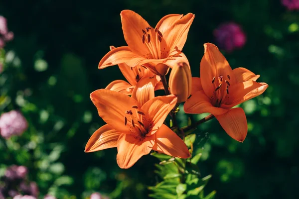 Schattige oranje lily bloemen. — Stockfoto