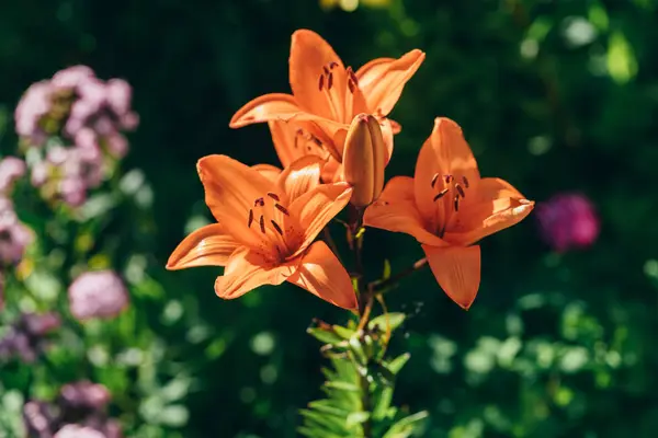 Schattige oranje lily bloemen. — Stockfoto