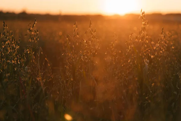 Field of oats at sunset — Stock Photo, Image