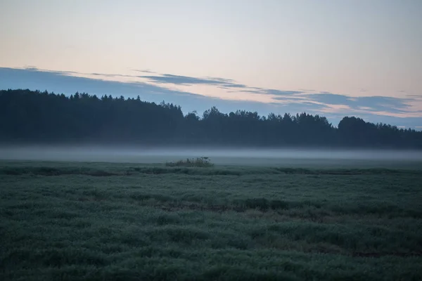 Området framför skogen tidigt på morgonen — Stockfoto