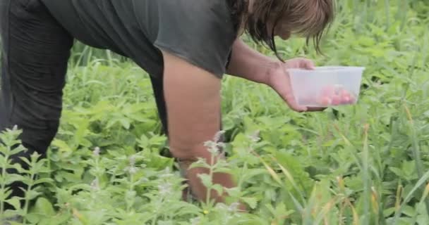 Mulher agricultor coleta bagas — Vídeo de Stock