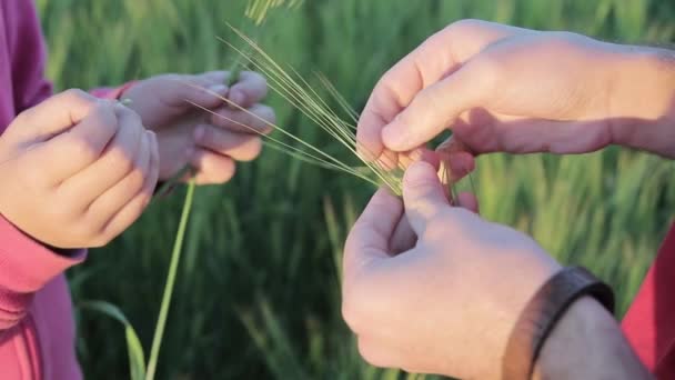 大麦在手中 — 图库视频影像