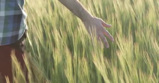Mano en el campo de la cebada — Vídeos de Stock