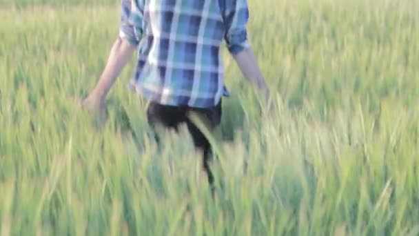 Tipo corre en campo de cebada En cámara lenta — Vídeos de Stock